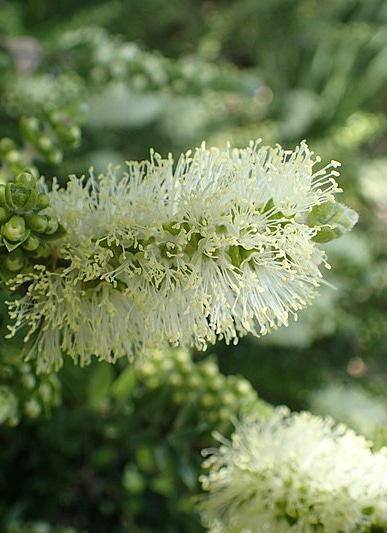 Melaleuca pustulata